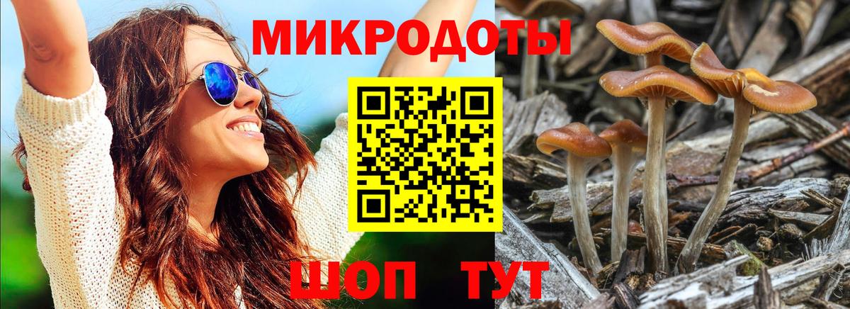 Галлюциногенные грибы Psilocybe  Вход с VPN  Чехов  Галлюциногенные грибы прущие грибы 